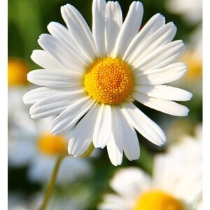 Meet your Posher, Ann